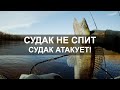 Снова попали на клёв СУДАКА! Рыбалка в Тюмени. Рыбалка 2020.