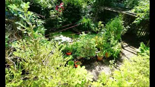 Gartenteich, und das Entenproblem, Miniteich, Garten, Teich,  Gartengestaltung, Naturgarten,