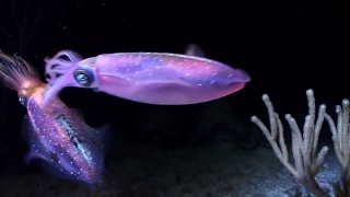 NASA 360 | Bio Inspired Soft Robotic Rover screenshot 4