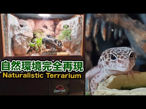 『DIY』ヒョウモントカゲモドキの生息地を完全再現したらスゴ過ぎた　How to make a naturalistic Leopard gecko enclosure