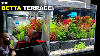 The Betta Terrace: Blue Dragon Betta Cube Aquarium (Aquascape Tutorial)