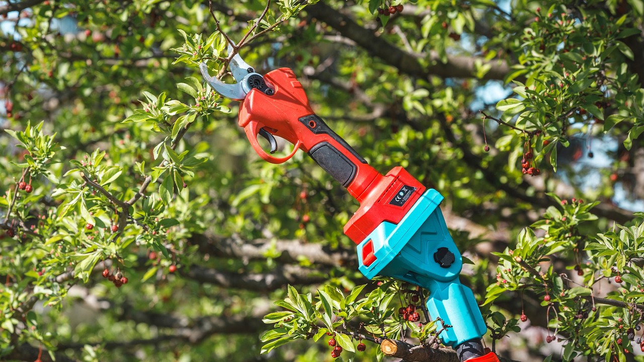 How to Prune a Tree - YouTube