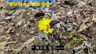 '복수초, 바람꽃'을 찾아서,  팔당 예봉산 산행 In search of ‘boksu plant, wind flower’, hiking Mt. Yebongsan in Paldang