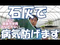野菜栽培であなどれないテクニック。石灰散布で病気に強い野菜栽培を！泣かぬなら病気を防ごう石灰で（ホトトギス関係ないやん。。）カルシウム資材の葉面散布等の簡易バージョンです。PH高くなるので注意