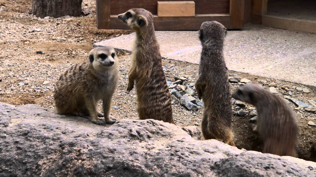 皆で穴掘りミーアキャット のんほいパーク盛り上げ隊