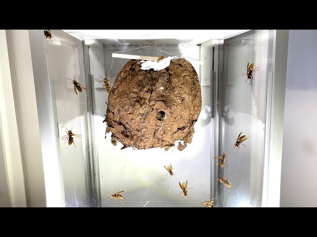 This is what happens when you keep a hornet's nest in your room