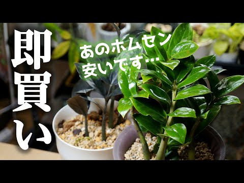 あの”高級観葉植物”が半額以下！？これは買うしかない