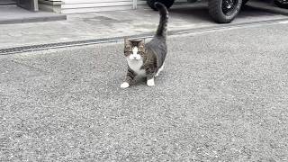 お母さんは踏み台にしてお父さんはお見送りする猫