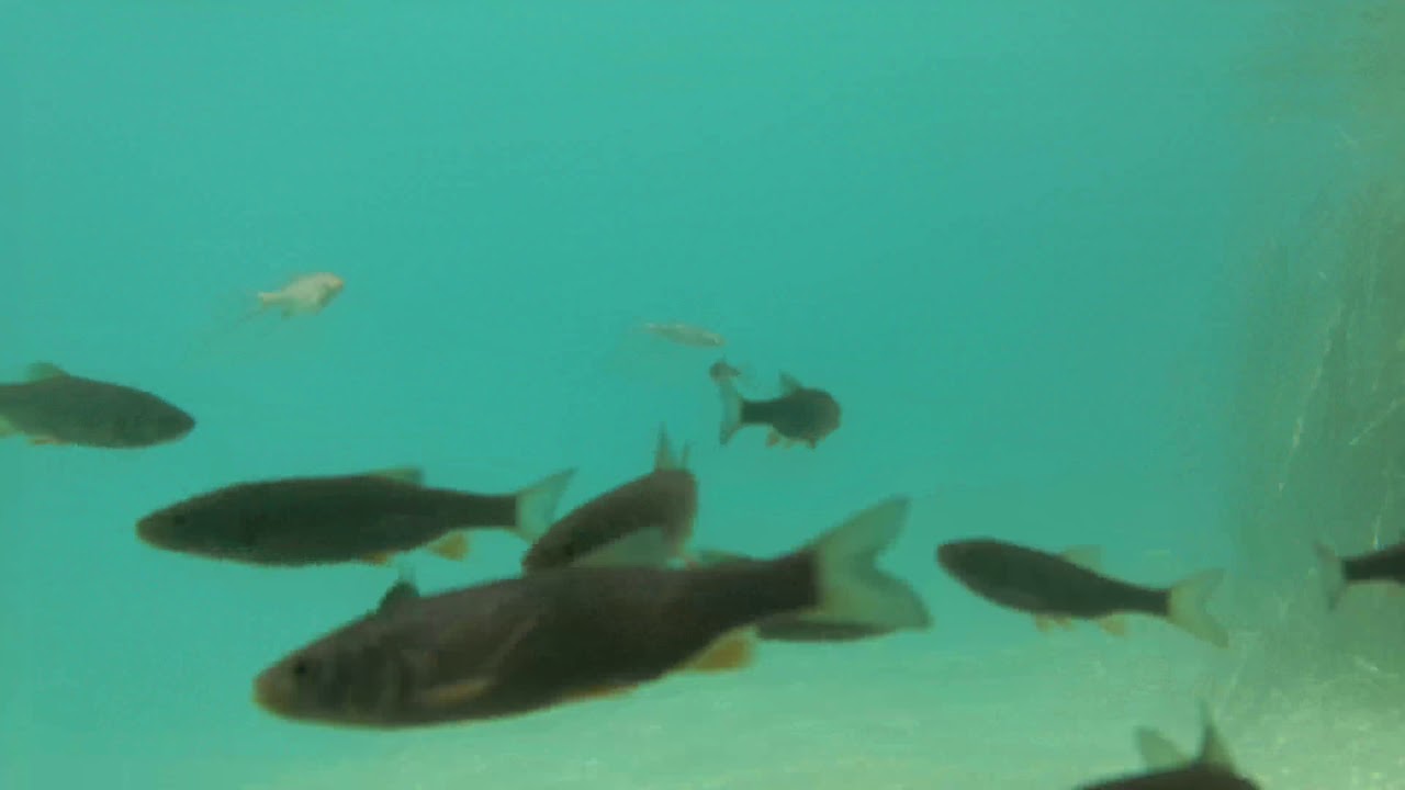 Why I love Huawei Mate 10 Pro - Fish spying