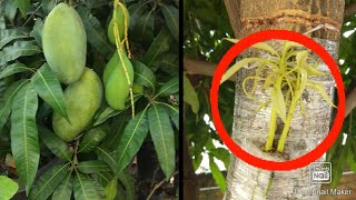 How to Graft another variety Mango on an Existing tree | mango grafting in easy ways