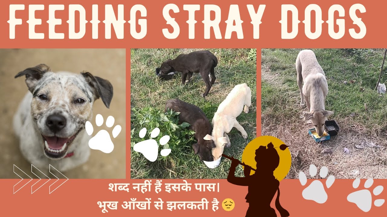 बेसहारा कुत्तों के असहनीय भूख का दर्द | My First Vlog | Helping a Stray Dog 🐶❤️| humanity 