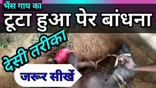 गाय भैंस का पैर टूटने का इलाज buffalo cow fractured leg treatment गाय भैंस का पांव cow buffalo leg