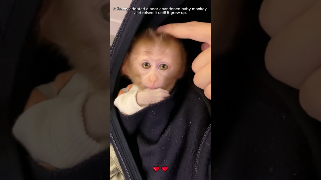 A family rescued an abandoned baby monkey, and then 