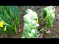 【突然変異?】長い葉を三つ編でスッキリ!【It is one of spring feature in my garden】