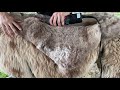 Spotted Llama Oddly Satisfying Shear