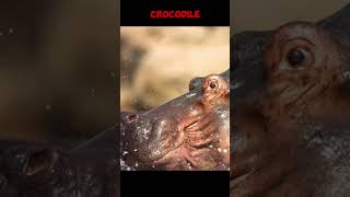 Crocodile vs Hippos: The Ultimate Battle for Survival 🐊🐘 | Epic Showdown!#Shorts