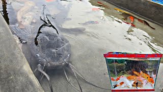 Catching giant catfish in the rice fields, ornamental fish, koi fish, betta fish, turtles, lobsters