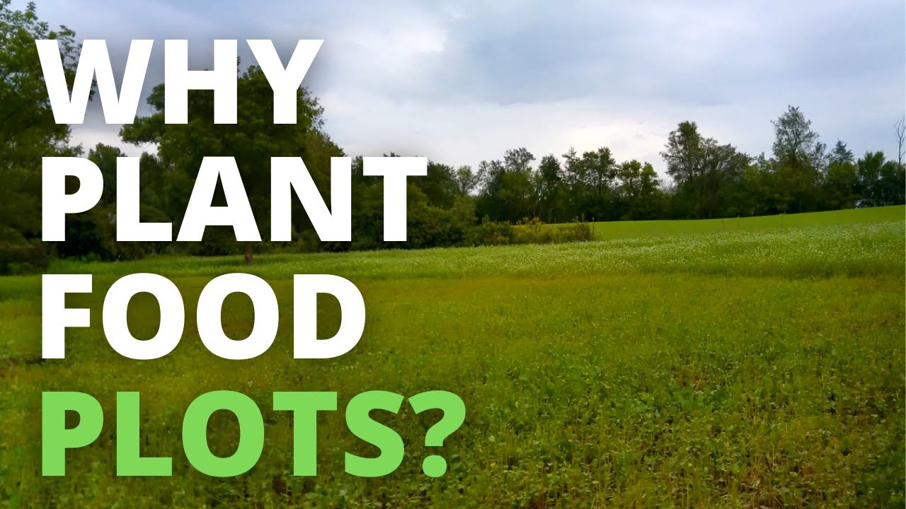 How I Build A Superior Deer Herd