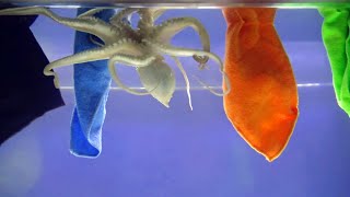 Common Octopus Reacts to Different Colors