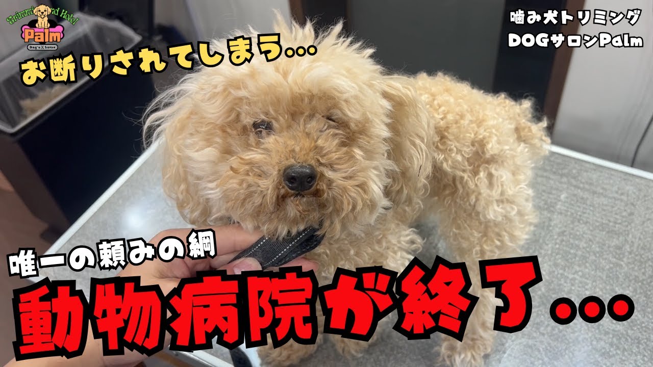 【初来店】行き場がなくなってしまったトイプードルの噛み犬トリミング！