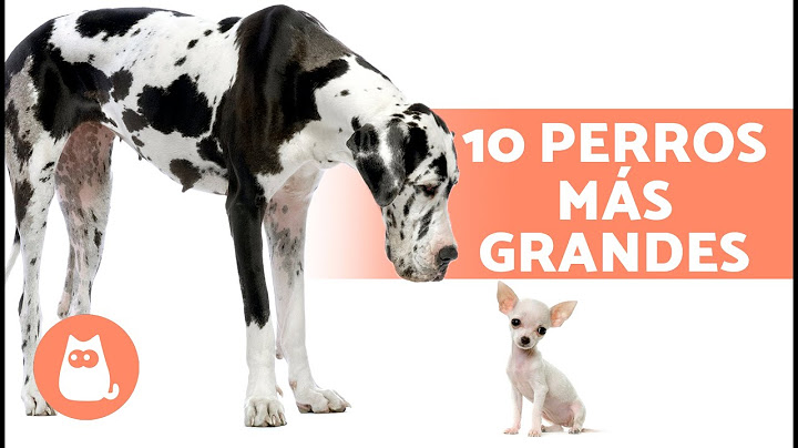 Top 10 los perros mas grandes del mundo năm 2024