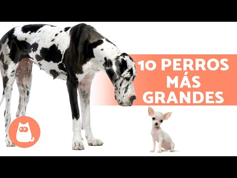 Video: Top 10 razas de perros más grandes