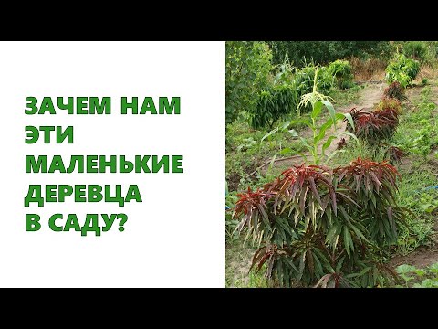 Видео: Суулгацын ургамал гэж юу вэ?