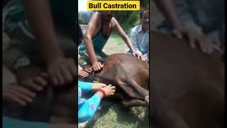 Bull Castration Veterinary Classes Dr Umer Khan #bullcastration #shorts #cow #veterinaryclasses #ai