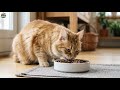 BALANCED MEALS FOR CATS