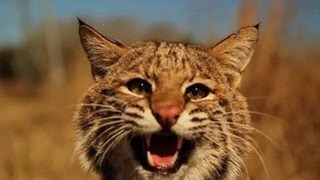 Trapping: Trap Modifications - The Management Advantage #31