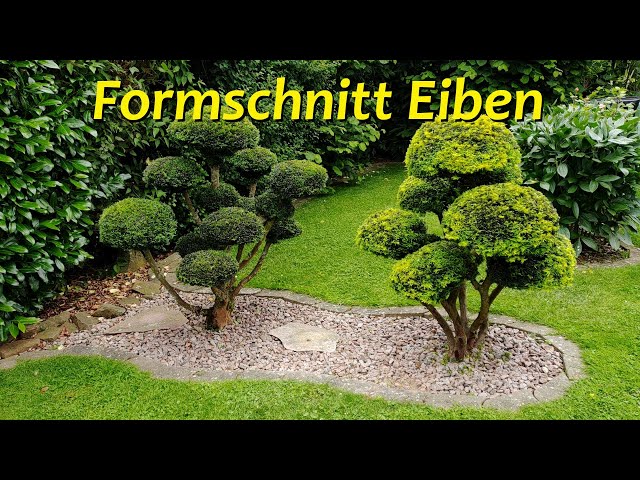 Formschnitt Eiben - Gartenbonsai - YouTube