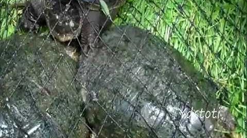 Trapping Snapping Turtles In Our Pond
