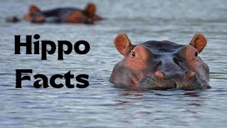 20 Mind-Blowing Hippo Facts!