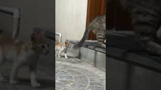 Stray cats and her beautiful kittens 🐈⬛