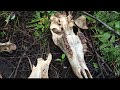 Os de chevreuil trouv prs du ruisseau  whitetail deer bones found