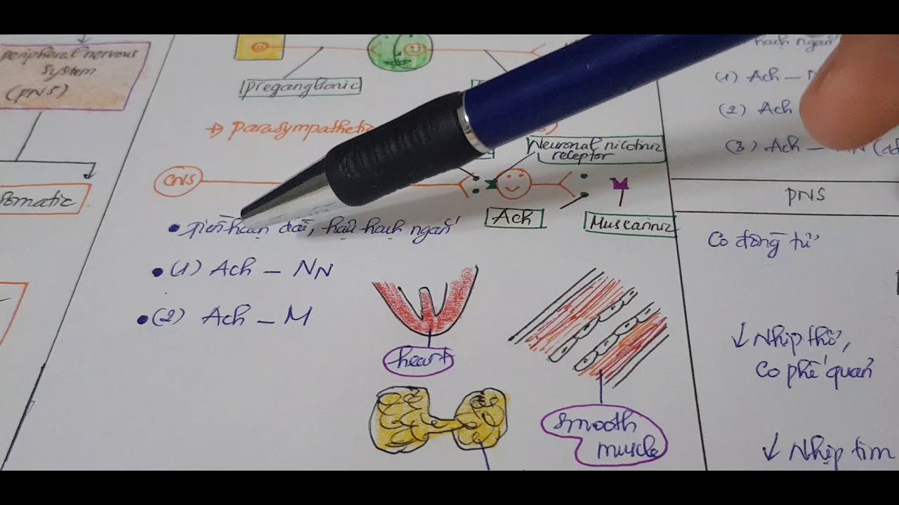 1 - Phân loại hệ thần kinh