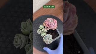 Unlock The Secret To A Mindblowing Succulent Arrangement suculentas diy succulents