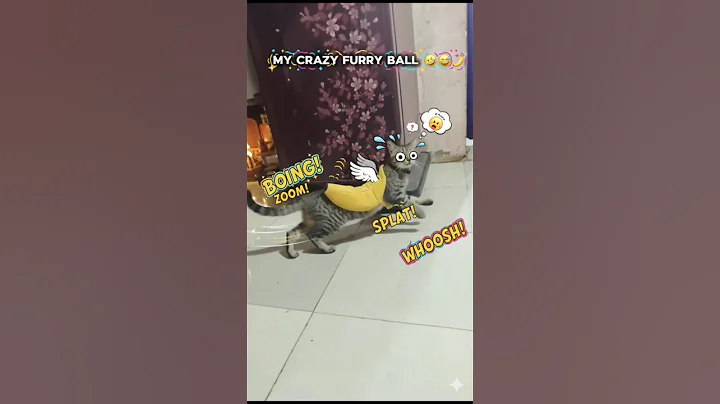 Video 11777581: don, laugh funny cats compilation, furry