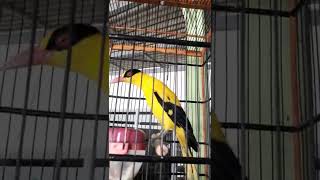 Kepodang Emas Jonbreak Jinak Gacor Suara Keras Sangat Cocok Untuk Pancing Emosi Kepodang