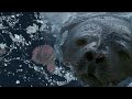 Filming Animals From Space Leads to Incredible Discovery | Earth From Space | BBC Earth