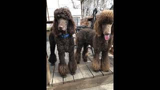 Standard Poodle