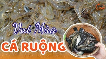 Mùa Cá Ruộng Về Rồi | Cá Lóc – Cá Rô – Tép… Đủ Loại!