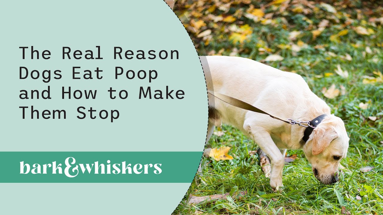 The Real Reason Dogs Eat Poop