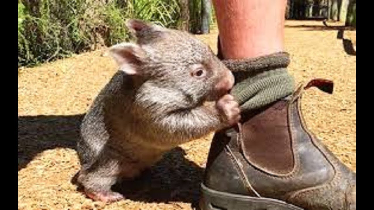 ウォンバット 人が大好き 飼い主の靴下を脱がそうと一生懸命な姿がかわいい かわいい Cute Wombat Youtube