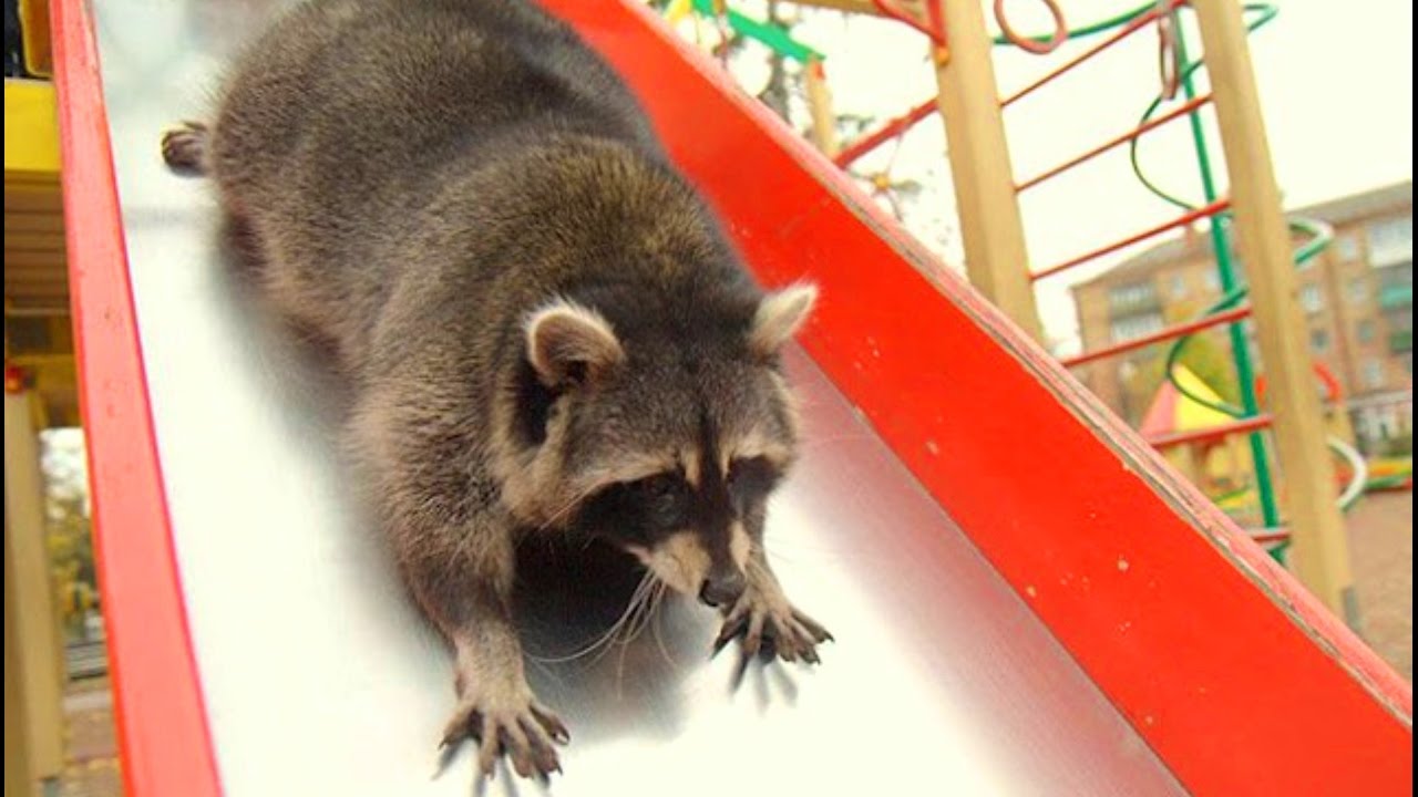 SLIDING ANIMALS from SLIDE Compilation - 1080p