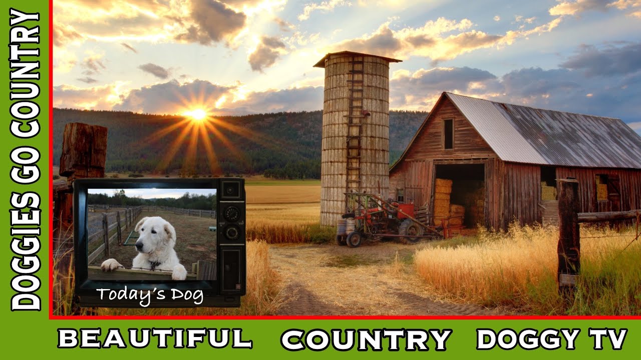 Doggies Go Country | Beautiful Country Dog Video