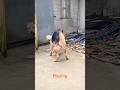 Playing Dog Dogfunny Doggielife Dogvideo