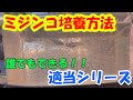 誰でもできる！ミジンコ培養方法【適当シリーズ】＃９ ~美心めだか~