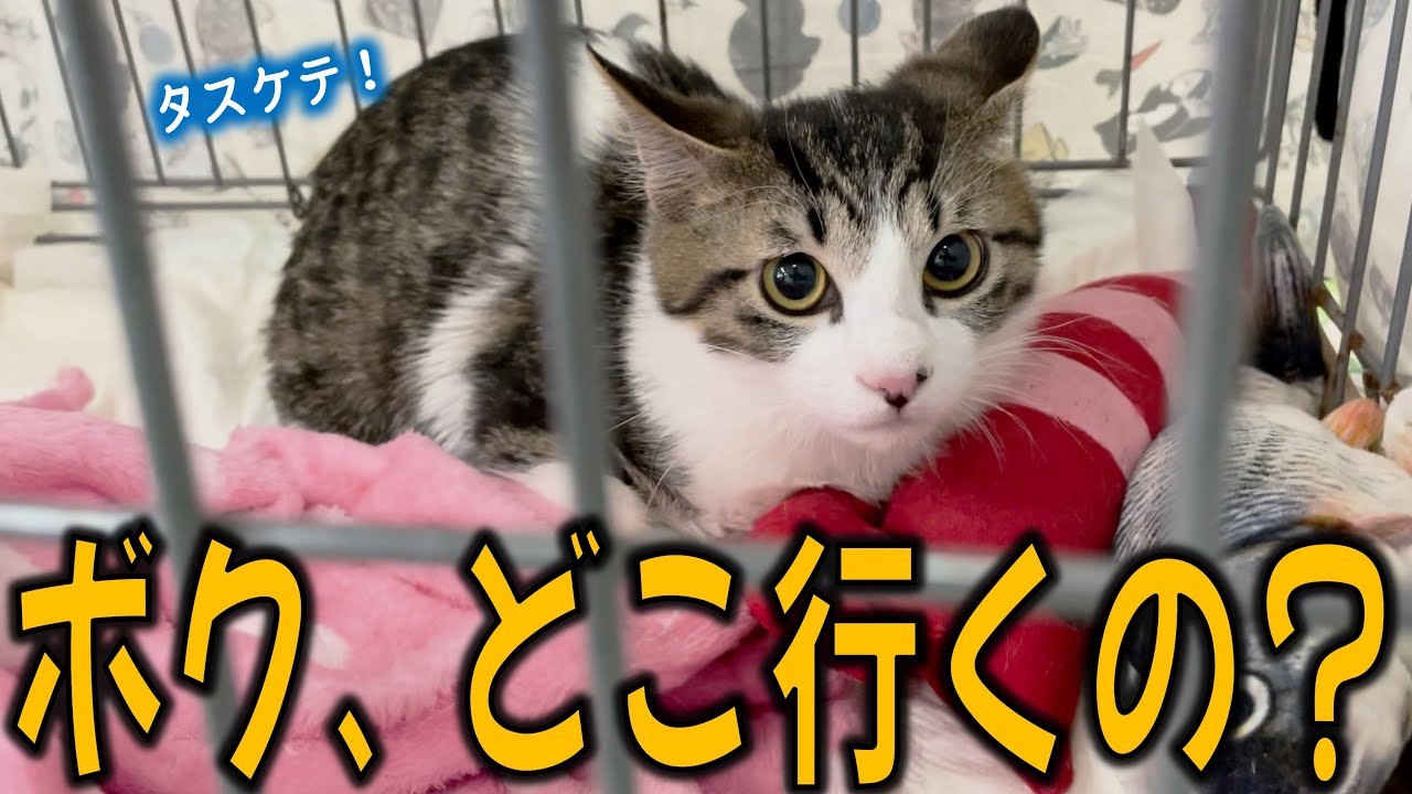 Big Brawl] Shakemaru the furious kitten makes his debut at an