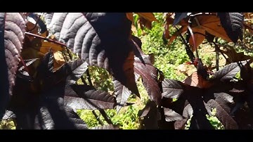 Ntoo Qaib Liab Tshuaj Zoo Kho Poj Niam  11-10-2022